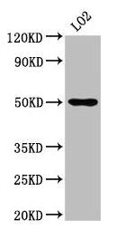 Western Blot  | Positive WB detected in: LO2 whole cell lysate  | All lanes: AGXT2 antibody at 4.9µg/ml  | Secondary  | Goat polyclonal to rabbit IgG at 1/50000 dilution  | Predicted band size: 58, 50 kDa  | Observed band size: 50 kDaRabbit anti-Human AGXT2 Polyclonal Antibody
