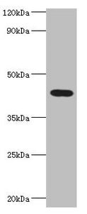Western blot | All lanes: HAUS augmin-like complex subunit 4 antibody at 6μg/ml + Rat brain tissue | Secondary | Goat polyclonal to rabbit IgG at 1/10000 dilution | Predicted band size: 43, 28, 29, 38 kDa | Observed band size: 43 kDaRabbit anti-Human HAUS4 Polyclonal Antibody