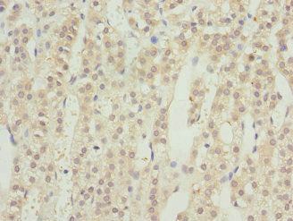 Immunohistochemistry of paraffin-embedded human adrenal gland tissue using RRAGC Antibody at dilution of 1:100Rabbit anti-Human RRAGC Polyclonal Antibody