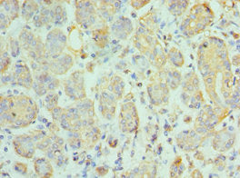 Immunohistochemistry of paraffin-embedded human salivary gland tissue using the antibody at dilution of 1:100