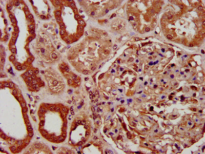 IHC image of PIGV Antibody diluted at 1:200 and staining in paraffin-embedded human kidney tissue performed on a Leica BondTM system. After dewaxing and hydration, antigen retrieval was mediated by high pressure in a citrate buffer (pH 6.0). Section was blocked with 10% normal goat serum 30min at RT. Then primary antibody (1% BSA) was incubated at 4°C overnight. The primary is detected by a biotinylated secondary antibody and visualized using an HRP conjugated SP system.Rabbit anti-Human PIGV Polyclonal Antibody
