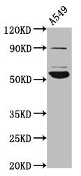 Western Blot  | Positive WB detected in: A549 whole cell lysate  | All lanes: PIGV antibody at 4.6µg/ml  | Secondary  | Goat polyclonal to rabbit IgG at 1/50000 dilution  | Predicted band size: 56 kDa  | Observed band size: 56 kDaRabbit anti-Human PIGV Polyclonal Antibody