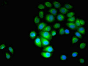 Immunofluorescent analysis of A549 cells using PARVA Antibody at dilution of 1:100 and Alexa Fluor 488-congugated AffiniPure Goat Anti-Rabbit IgG(H+L)Rabbit anti-Human PARVA Polyclonal Antibody