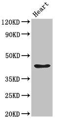 Western Blot | Positive WB detected in: Rat heart tissue | All lanes: PARVA antibody at 2.7μg/ml | Secondary | Goat polyclonal to rabbit IgG at 1/50000 dilution | Predicted band size: 43 kDa | Observed band size: 43 kDaRabbit anti-Human PARVA Polyclonal Antibody