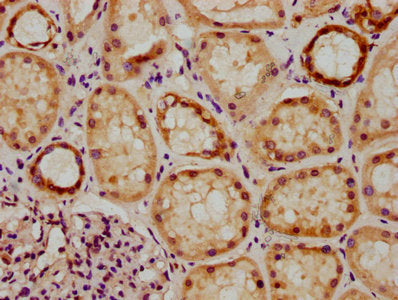 IHC image of GRHL1 Antibody diluted at 1:300 and staining in paraffin-embedded human kidney tissue performed on a Leica BondTM system. After dewaxing and hydration, antigen retrieval was mediated by high pressure in a citrate buffer (pH 6.0). Section was blocked with 10% normal goat serum 30min at RT. Then primary antibody (1% BSA) was incubated at 4°C overnight. The primary is detected by a biotinylated secondary antibody and visualized using an HRP conjugated SP system.Rabbit anti-Human GRHL1 Polyclonal Antibody