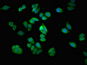 Immunofluorescent analysis of HepG2 cells using ARHGEF12 Antibody at dilution of 1:100 and Alexa Fluor 488-congugated AffiniPure Goat Anti-Rabbit IgG(H+L)Rabbit anti-Human ARHGEF12 Polyclonal Antibody