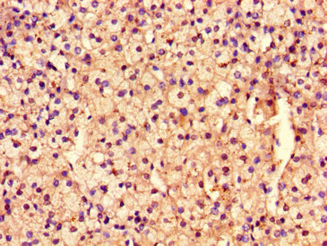 Immunohistochemistry of paraffin-embedded human adrenal gland tissue using the antibody at dilution of 1:100