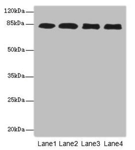 Western blot | All lanes: EPS15L1antibody at 4.88μg/ml | Lane 1: 293T whole cell lysate | Lane 2: MCF-7 whole cell lysate | Lane 3: HepG2 whole cell lysate | Lane 4: Hela whole cell lysate | Secondary | Goat polyclonal to rabbit IgG at 1/10000 dilution | Predicted band size: 95, 100, 84, 67 kDa | Observed band size: 95 kDaRabbit anti-Human EPS15L1 Polyclonal Antibody