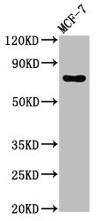 Western Blot | Positive WB detected in: MCF-7 whole cell lysate | All lanes: TUBGCP4 antibody at 3μg/ml | Secondary | Goat polyclonal to rabbit IgG at 1/50000 dilution | Predicted band size: 77 kDa | Observed band size: 77 kDaRabbit anti-Human TUBGCP4 Polyclonal Antibody