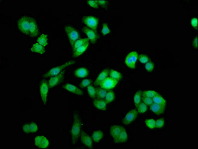 Immunofluorescence staining of PC-3 cells with NAA38 Antibody at 1:133, counter-stained with DAPI. The cells were fixed in 4% formaldehyde, permeabilized using 0.2% Triton X-100 and blocked in 10% normal Goat Serum. The cells were then incubated with the antibody overnight at 4°C. The secondary antibody was Alexa Fluor 488-congugated AffiniPure Goat Anti-Rabbit IgG(H+L).Rabbit anti-Human NAA38 Polyclonal Antibody