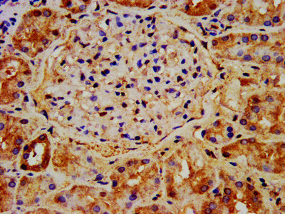 IHC image of NAA38 Antibody diluted at 1:400 and staining in paraffin-embedded human kidney tissue performed on a Leica BondTM system. After dewaxing and hydration, antigen retrieval was mediated by high pressure in a citrate buffer (pH 6.0). Section was blocked with 10% normal goat serum 30min at RT. Then primary antibody (1% BSA) was incubated at 4°C overnight. The primary is detected by a biotinylated secondary antibody and visualized using an HRP conjugated SP system.Rabbit anti-Human NAA38 Polyclonal Antibody