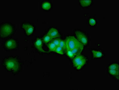 Immunofluorescent analysis of MCF-7 cells using RUSC1 Antibody at dilution of 1:100 and Alexa Fluor 488-congugated AffiniPure Goat Anti-Rabbit IgG(H+L)Rabbit anti-Human RUSC1 Polyclonal Antibody