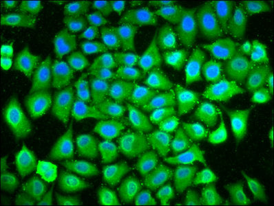 Immunofluorescence staining of Hela cells with POLDIP3 Antibody at 1:133, counter-stained with DAPI. The cells were fixed in 4% formaldehyde, permeabilized using 0.2% Triton X-100 and blocked in 10% normal Goat Serum. The cells were then incubated with the antibody overnight at 4°C. The secondary antibody was Alexa Fluor 488-congugated AffiniPure Goat Anti-Rabbit IgG(H+L).Rabbit anti-Human POLDIP3 Polyclonal Antibody