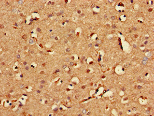 Immunohistochemistry of paraffin-embedded human brain tissue using BLZF1 Antibody at dilution of 1:100