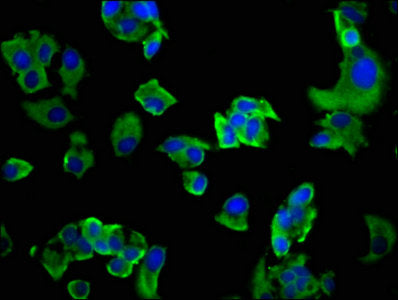 Immunofluorescence staining of MCF-7 cells with GP6 Antibody at 1:200, counter-stained with DAPI. The cells were fixed in 4% formaldehyde, permeabilized using 0.2% Triton X-100 and blocked in 10% normal Goat Serum. The cells were then incubated with the antibody overnight at 4°C. The secondary antibody was Alexa Fluor 488-congugated AffiniPure Goat Anti-Rabbit IgG(H+L).Rabbit anti-Human GP6 Polyclonal Antibody