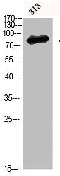 Western blot analysis of 3T3 Cell Lysate, antibody was diluted at 1:1000Rabbit anti-Human HSPA5 Polyclonal Antibody