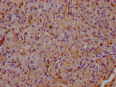 IHC image of the antibody diluted at 1:400 and staining in paraffin-embedded human pancreatic tissue performed on a Leica BondTM system. After dewaxing and hydration, antigen retrieval was mediated by high pressure in a citrate buffer (pH 6.0). Section was blocked with 10% normal goat serum 30min at RT. Then primary antibody (1% BSA) was incubated at 4°C overnight. The primary is detected by a biotinylated secondary antibody and visualized using an HRP conjugated SP system.
