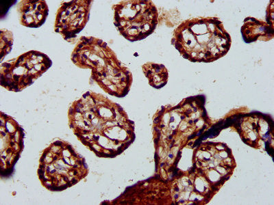 IHC image of BABAM2 Antibody diluted at 1:200 and staining in paraffin-embedded human placenta tissue performed on a Leica BondTM system. After dewaxing and hydration, antigen retrieval was mediated by high pressure in a citrate buffer (pH 6.0). Section was blocked with 10% normal goat serum 30min at RT. Then primary antibody (1% BSA) was incubated at 4°C overnight. The primary is detected by a biotinylated secondary antibody and visualized using an HRP conjugated SP system.