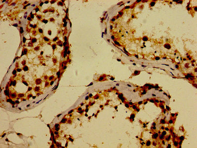 IHC image of WWOX Antibody diluted at 1:300 and staining in paraffin-embedded human testis tissue performed on a Leica BondTM system. After dewaxing and hydration, antigen retrieval was mediated by high pressure in a citrate buffer (pH 6.0). Section was blocked with 10% normal goat serum 30min at RT. Then primary antibody (1% BSA) was incubated at 4°C overnight. The primary is detected by a biotinylated secondary antibody and visualized using an HRP conjugated SP system.Rabbit anti-Human WWOX Polyclonal Antibody