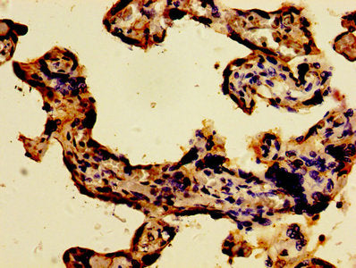 IHC image of WWOX Antibody diluted at 1:300 and staining in paraffin-embedded human placenta tissue performed on a Leica BondTM system. After dewaxing and hydration, antigen retrieval was mediated by high pressure in a citrate buffer (pH 6.0). Section was blocked with 10% normal goat serum 30min at RT. Then primary antibody (1% BSA) was incubated at 4°C overnight. The primary is detected by a biotinylated secondary antibody and visualized using an HRP conjugated SP system.Rabbit anti-Human WWOX Polyclonal Antibody
