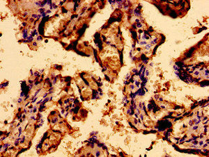 Immunohistochemistry of paraffin-embedded human placenta tissue using SACS Antibody at dilution of 1:100Rabbit anti-Human SACS Polyclonal Antibody