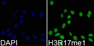 Immunofluorescence analysis of 293T cell using H3R17me1 antibody. Blue: DAPI for nuclear staining.Rabbit anti-Human HIST3H3 Polyclonal Antibody