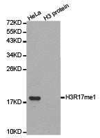 Western blot analysis of extracts of HeLa cell line and H3 protein expressed in E.coli., using H3R17me1 antibody.Rabbit anti-Human HIST3H3 Polyclonal Antibody