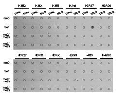 Dot-blot analysis of all sorts of methylation peptides using H3R17me1 antibody.Rabbit anti-Human HIST3H3 Polyclonal Antibody