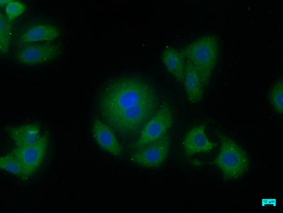 Immunofluorescence staining of HepG2 cells with AIFM2 Antibody at 1:50, counter-stained with DAPI. The cells were fixed in 4% formaldehyde, permeabilized using 0.2% Triton X-100 and blocked in 10% normal Goat Serum. The cells were then incubated with the antibody overnight at 4°C. The secondary antibody was Alexa Fluor 488-congugated AffiniPure Goat Anti-Rabbit IgG(H+L).Rabbit anti-Human AIFM2 Polyclonal Antibody