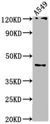 Western Blot | Positive WB detected in: A549 whole cell lysate | All lanes: AIFM2 antibody at 1:1000 | Secondary | Goat polyclonal to rabbit IgG at 1/50000 dilution | Predicted band size: 41, 37 kDa | Observed band size: 41 kDaRabbit anti-Human AIFM2 Polyclonal Antibody