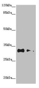 Western blot  | All lanes: CNPY3 antibody at 1.2µg/ml  | Lane 1: HepG2 whole cell lysate  | Lane 2: MCF-7 whole cell lysate  | Secondary  | Goat polyclonal to rabbit IgG at 1/10000 dilution  | Predicted band size: 31, 6 kDa  | Observed band size: 31 kDaRabbit anti-Human CNPY3 Polyclonal Antibody