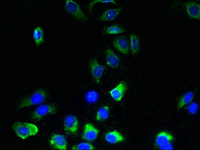 Immunofluorescent analysis of A549 cells using TMEM243 Antibody at dilution of 1:100 and Alexa Fluor 488-congugated AffiniPure Goat Anti-Rabbit IgG(H+L)Rabbit anti-Human TMEM243 Polyclonal Antibody