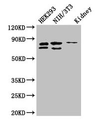 Western BlotPositive WB detected in: HEK293 whole cell lysate, NIH/3T3 whole cell lysate, Mouse kidney tissueAll lanes: NUP85 antibody at 2.7μg/mlSecondaryGoat polyclonal to rabbit IgG at 1/50000 dilutionPredicted band size: 76, 53, 70 kDaObserved band size: 76, 70 kDaRabbit anti-Human NUP85 Polyclonal Antibody