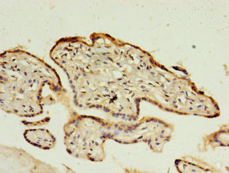 Immunohistochemistry of paraffin-embedded human placenta tissue using C1QTNF6 Antibody at dilution of 1:100