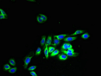 Immunofluorescent analysis of HepG2 cells using OR2H1 Antibody at dilution of 1:100 and Alexa Fluor 488-congugated AffiniPure Goat Anti-Rabbit IgG(H+L)Rabbit anti-Human OR2H1 Polyclonal Antibody