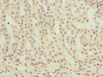 Immunohistochemistry of paraffin-embedded human adrenal gland tissue using OR2H1 Antibody at dilution of 1:100Rabbit anti-Human OR2H1 Polyclonal Antibody