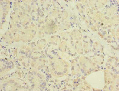 Immunohistochemistry of paraffin-embedded human pancreatic tissue using C20orf27 Antibody at dilution of 1: 100
