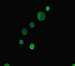 Immunofluorescent analysis of MCF-7 cells using ABCG8 Antibody at dilution of 1:100 and Alexa Fluor 488-congugated AffiniPure Goat Anti-Rabbit IgG(H+L)
