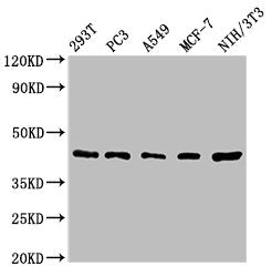 Western Blot  | Positive WB detected in: 293T whole cell lysate, PC-3 whole cell lysate, A549 whole cell lysate, MCF-7 whole cell lysate, NIH/3T3 whole cell lysate  | All lanes: SAV1 antibody at 1.62µg/ml  | Secondary  | Goat polyclonal to rabbit IgG at 1/50000 dilution  | Predicted band size: 45 kDa  | Observed band size: 45 kDaRabbit anti-Human SAV1 Polyclonal Antibody