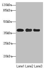 Western blotAll lanes: UBE2Z antibody at 1:1000Lane 1: MCF-7 whole cell lysateLane 2: HepG2 whole cell lysateLane 3: Hela whole cell lysateSecondaryGoat polyclonal to rabbit IgG at 1/10000 dilutionPredicted band size: 39, 29 kDaObserved band size: 39 kDaRabbit anti-Human UBE2Z Polyclonal Antibody