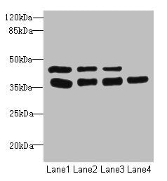 Western blot  | All lanes: UBE2Z antibody at 3.37µg/ml  | Lane 1: MCF-7 whole cell lysate  | Lane 2: HepG2 whole cell lysate  | Lane 3: Hela whole cell lysate  | Lane 4: Mouse gonadal tissue  | Secondary  | Goat polyclonal to rabbit IgG at 1/10000 dilution  | Predicted band size: 39, 29 kDa  | Observed band size: 39 kDaRabbit anti-Human UBE2Z Polyclonal Antibody