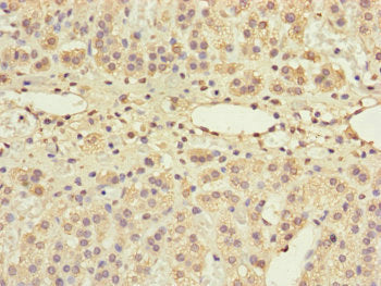 Immunohistochemistry of paraffin-embedded human adrenal gland tissue using GRPEL1 Antibody at dilution of 1:100Rabbit anti-Human GRPEL1 Polyclonal Antibody