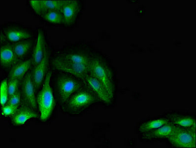Immunofluorescent analysis of HepG2 cells using PDE11A Antibody at dilution of 1:100 and Alexa Fluor 488-congugated AffiniPure Goat Anti-Rabbit IgG(H+L)Rabbit anti-Human PDE11A Polyclonal Antibody