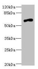 Western blot  | All lanes: NRXN3 antibody at 2.03µg/ml + 293T whole cell lysate  | Secondary  | Goat polyclonal to rabbit IgG at 1/10000 dilution  | Predicted band size: 181, 118, 154, 70, 48, 44, 51 kDa  | Observed band size: 70 kDaRabbit anti-Human NRXN3 Polyclonal Antibody