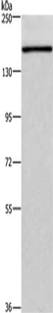 Gel: 6%SDS-PAGE, Lysate: 40μg, Lane: NIH/3T3 cells, Primary antibody: HDLBP Antibody(HDLBP Antibody) at dilution 1/750, Secondary antibody: Goat anti rabbit IgG at 1/8000 dilution, Exposure time: 1 minute