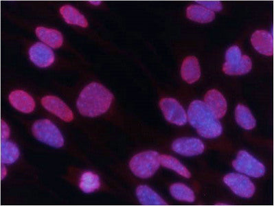 Immunofluorescence staining of methanol-fixed MEF  cells using Histone H3 (Tri-Methyl-Lys27) Antibody .Rabbit anti-Human HIST1H3A Polyclonal Antibody