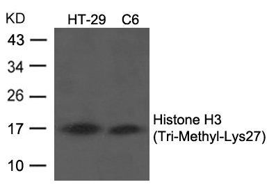 Western blot analysis of extracts from HT29 and C6 cells using Histone H3 (Tri-Methyl-Lys27) Antibody.Rabbit anti-Human HIST1H3A Polyclonal Antibody