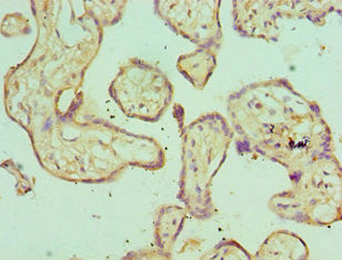 Immunohistochemistry of paraffin-embedded human placenta tissue using SH3GLB1 Antibody at dilution of 1:100Rabbit anti-Human SH3GLB1 Polyclonal Antibody