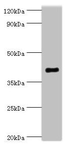 Western blot | All lanes: Endophilin-B1 antibody at 2μg/ml + Mouse kidney tissue | Secondary | Goat polyclonal to rabbit IgG at 1/10000 dilution | Predicted band size: 41, 44, 30 kDa | Observed band size: 41 kDaRabbit anti-Human SH3GLB1 Polyclonal Antibody