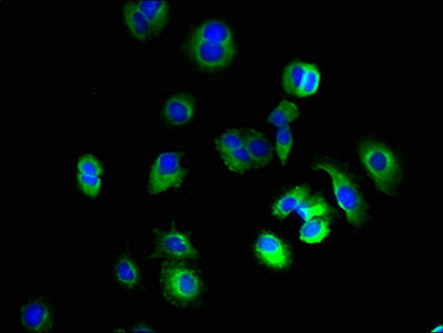 Immunofluorescent analysis of MCF-7 cells using KCNH7 Antibody at dilution of 1:100 and Alexa Fluor 488-congugated AffiniPure Goat Anti-Rabbit IgG(H+L)